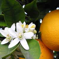 Neroli Essential Oil